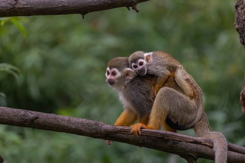One female Central American squirrel monkey, Saimiri oerstedii, carrying her baby. Green vegetation