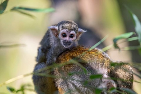 One female Central American squirrel monkey, Saimiri oerstedii, carrying her baby. Green vegetation