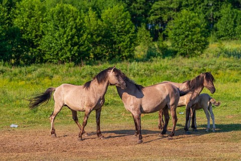 A herd of tarpans (Equus ferus) stands in a clearing in the Masuria tarpan horse reserve, belonging
