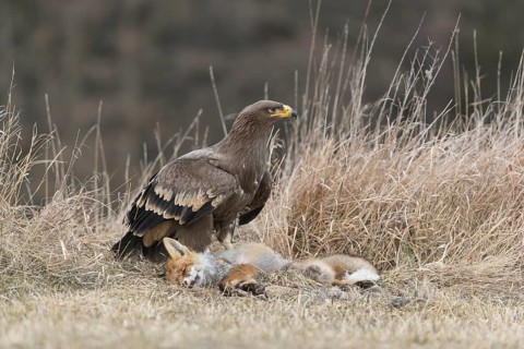 One steppe eagle, Aquila nipalensis, feeding on a carcass of a red fox. Trees and grass in the