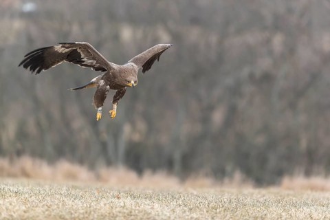 One steppe eagle, Aquila nipalensis, flying over a meadow. Trees in the background