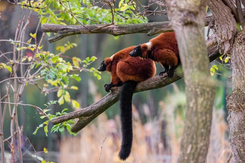 Two Red-ruffed lemurs, Varecia rubra, sit on the branch of a tree