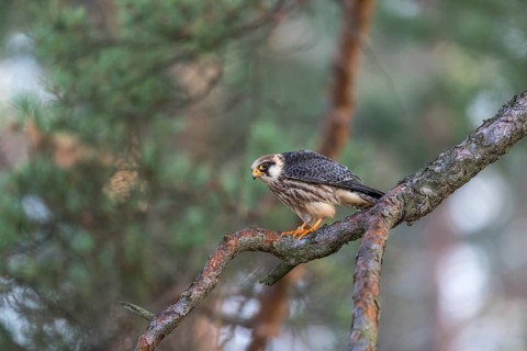 One female red-footed falcon (Falco vespertinus) sitting on a twig of a tree in a forest. Green