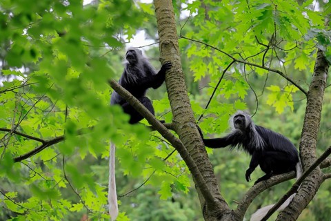 White-bearded snub-nosed monkey (Colobus polykomos), adult, two, sitting, on tree, foraging,
