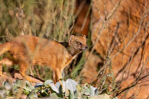 One yellow mongoose, Cynictis penicillata, or red meerkat walking over sandy terrain
