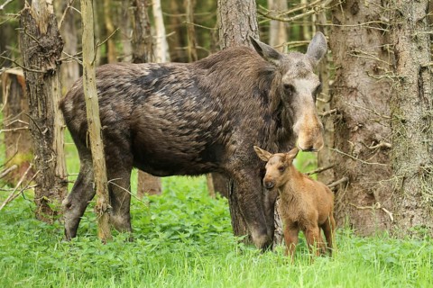 Moose (Alces alces) female with approx. 1 week old calf, Southern Sweden, Sweden, Scandinavia,