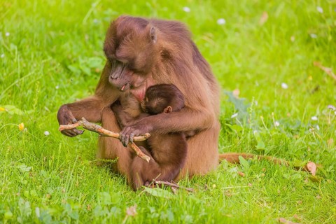 A female Gelada (Theropithecus gelada), or bleeding-heart monkey with her baby sits in a flowering