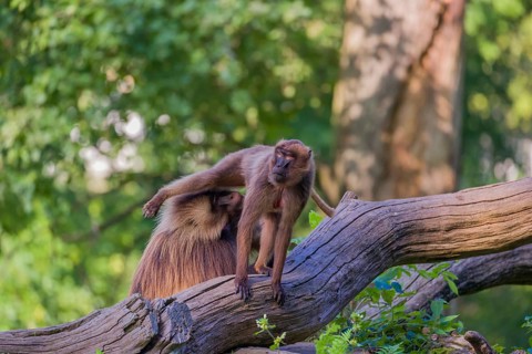 One adult male and one adult female Gelada (Theropithecus gelada), or bleeding-heart monkey sitting