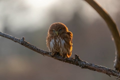 One East Brazilian pygmy owl (Glaucidium minutissimum), also known as least pygmy-owl or Sick's