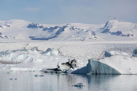 Icebergs on the Joekulsarlon glacial lake or lagoon