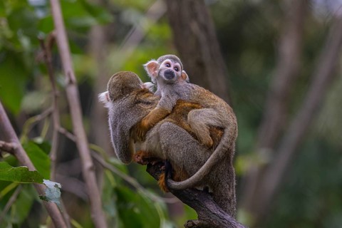 One female Central American squirrel monkey, Saimiri oerstedii, carrying her baby. Green vegetation