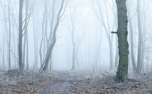 Hiking trail through deciduous forest in fog and frost, Freyburg (Unstrut), Saxony-Anhalt, Germany,