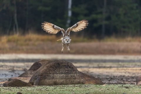 One Siberian Eagle Owl (Bubo bubo sibiricus) flying over a dry lakeshore on an autumnal misty cold
