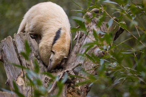 One southern tamandua (Tamandua tetradactyla), sitting on the top of a broken/cut tree in a forest