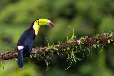 Fishing Toucan (Ramphastos sulfurantus), Toucans (Ramphastidae), Laguna del Lagarto Lodge,