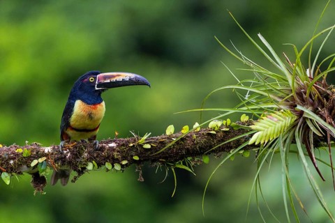 Collared Aracari (Pteroglossus torquatus), Toucans (Ramphastidae), Laguna del Lagarto Lodge,