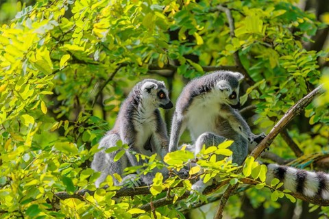Two ring-tailed lemurs (Lemur catta) sit high up in a tree on a branch between fresh green leaves