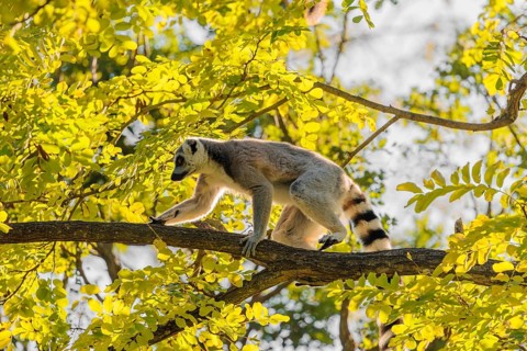 A ring-tailed lemur (Lemur catta) climbs high up in a tree on a branch surrounded by fresh green