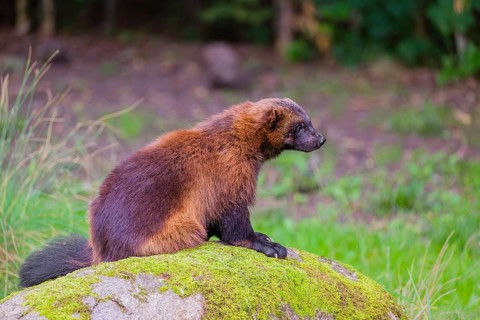 A wolverine (Gulo gulo) sits on a moss covered rock at a forest edge