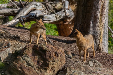 Two golden jackal (Canis aureus)standing on forest floor in front of fallen trees on a sunny day