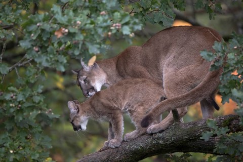One cougar mother, Puma concolor, grooming her kitten, standing on a big branch high up in an oak
