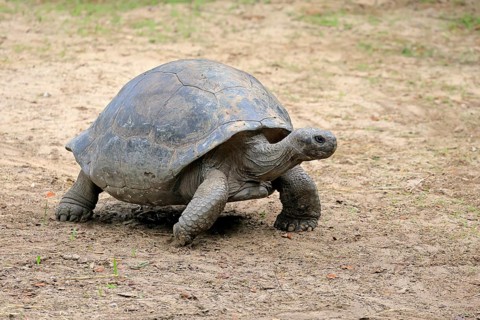 Galapagos giant tortoise (Chelonoidis niger), adult, foraging, captive, Galapagos Islands, Ecuador,