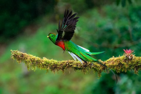 Male Resplendent quetzal (Pharomachrus mocinno) in flight, Costa Rica, Central America