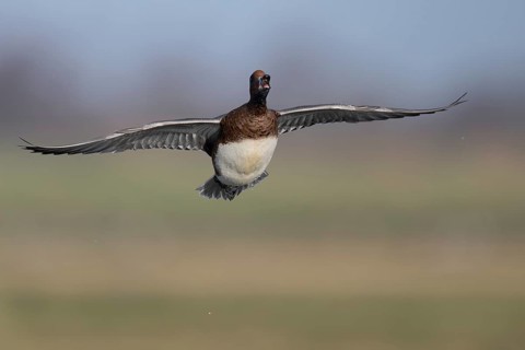 European wigeon (Mareca penelope), Texel, Netherlands