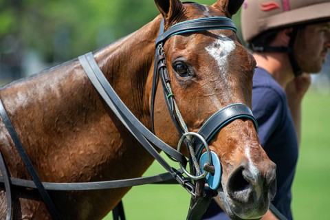 Scene from the 131st Argentine Open Polo Championship (Spanish: Campeonato Argentino Abierto de