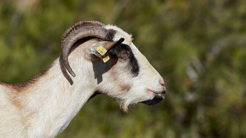 Close-up of a goat in profile with green surroundings, goat (n), free-range, central north of the