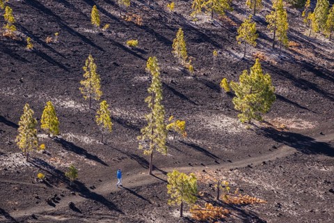 Canary Island pines (Pinus canariensis), Mirador de Chio, Teide National Park, Tenerife, Canary