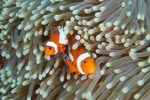 Two Ocellaris Clownfish (Amphiprion ocellaris) seek shelter between the tentacles of a sea anemone
