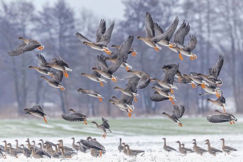 Tundra Brent Goose (Anser fabalis), also known as Bean Goose, resting bird, migratory bird, flock