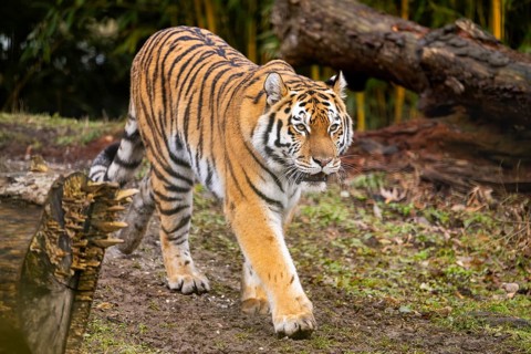 Siberian tiger (Panthera tigris tigris) walking in a forest, captive, incidence in Russia and