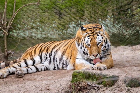 Siberian tiger (Panthera tigris tigris) lying in a forest, captive, incidence in Russia and