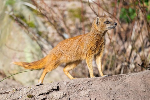 Yellow mongoose (Cynictis penicillata), in the dessert on a sunny day, captive