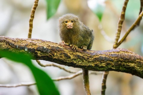 Eastern pygmy marmoset (Cebuella niveiventris) climbing on a tree in a forest, captive, Germany,