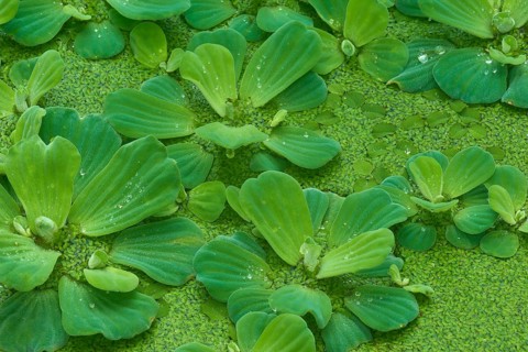 Water lettuce (Pistia stratiotes), and duckweed (Lemna minor)