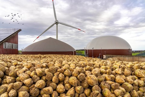 Biogas plant produces gas from various biomass, here the sugar beet storage, the electricity is