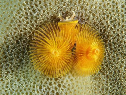 Yellow Indo-Pacific Christmas tree worm (Spirobranchus corniculatus) on corals, dive site Prapat,