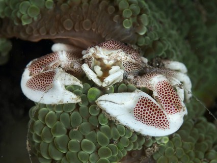 Spotted porcelain crab (Neopetrolisthes maculatus) resting on a soft sea anemone in the depths of