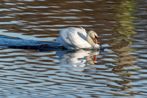 A swan in the water, head lowered, creates light waves and reflections, Mute Swan, (cygnus olor),