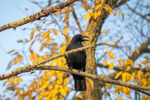 Raven (Corvus corax) with food in its beak sitting on a branch, morning light, Rosensteinpark,