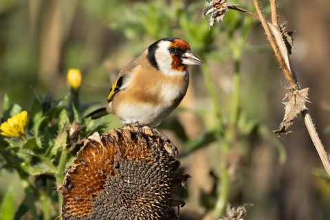 European goldfinch (Carduelis carduelis) adult bird on a sunflower plant seed head in the winter,