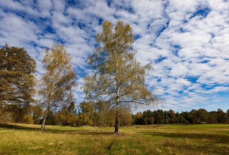 Lean meadow, altocumulus, cloudy sky with fleecy clouds and birch trees in the Blockheide nature