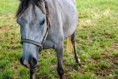 Young horses grazing in the paddocks of the Marbach Principal and State Stud's foal farm in St.