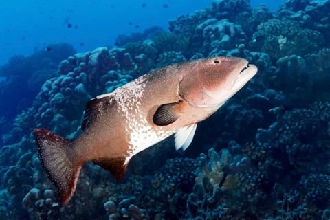 Leopard trout perch (Plectropomus leopardus), Tuamotu Archipelago, French Polynesia, South Pacific,