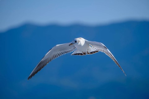 Limenas, Thassos, Greece - Seagulls accompany the Thassos Sea Lines ferry to Limenas. The capital