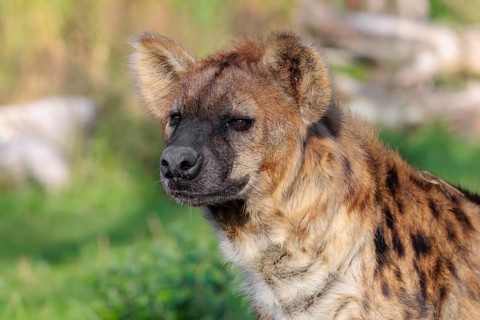 Portrait of a Spotted Hyena (Crocuta crocuta), or Laughing Hyena in beautiful light