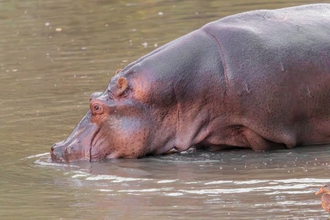 An adult hippopotamus (Hippopotamus amphibius) stands grazing in the shallow water of a river